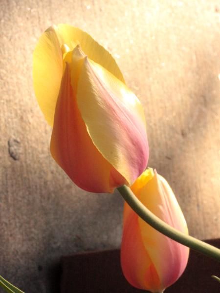 Yellow and Pink Tulips