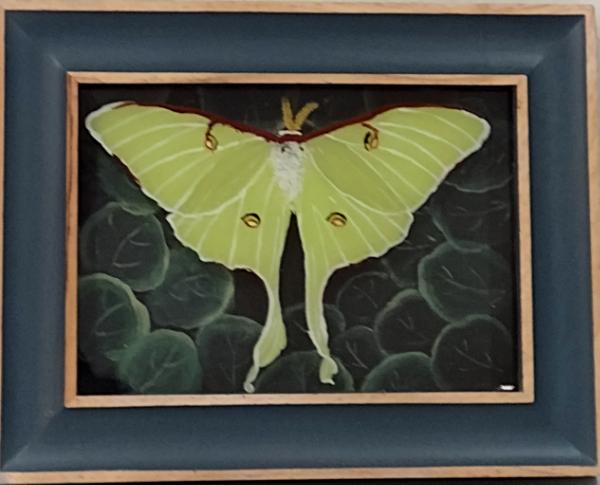 Luna Moth