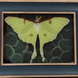 Luna Moth