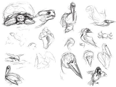 Galapagos sketches 5