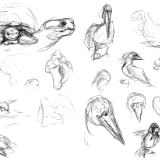 Galapagos sketches 5