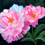 PINK & WHITE PEONIES - OIL - 20X24