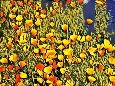 California Poppies California Poppies