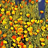 California Poppies