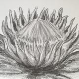 King protea