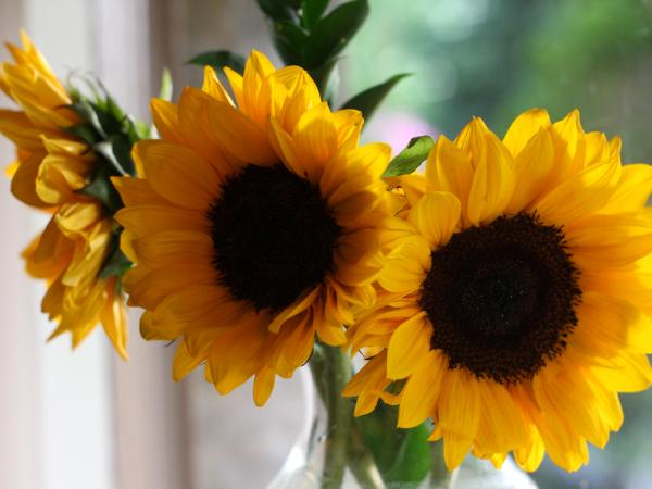 Three Sunflowers