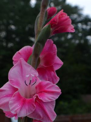 Gladiolas