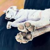 Toe Beans