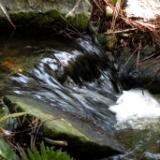 Quail Gardens water-fall