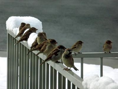 Fowl Weather Friends