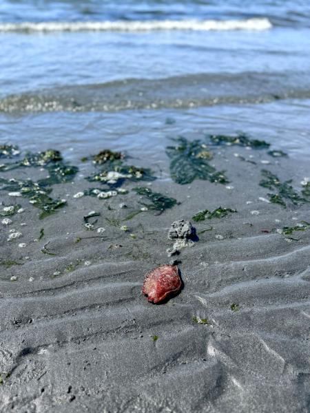Edmonds, WA