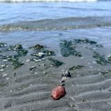 Edmonds, WA