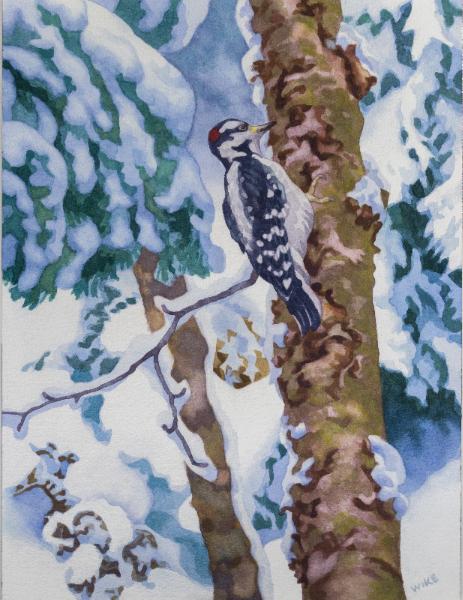 Downy Woodpecker