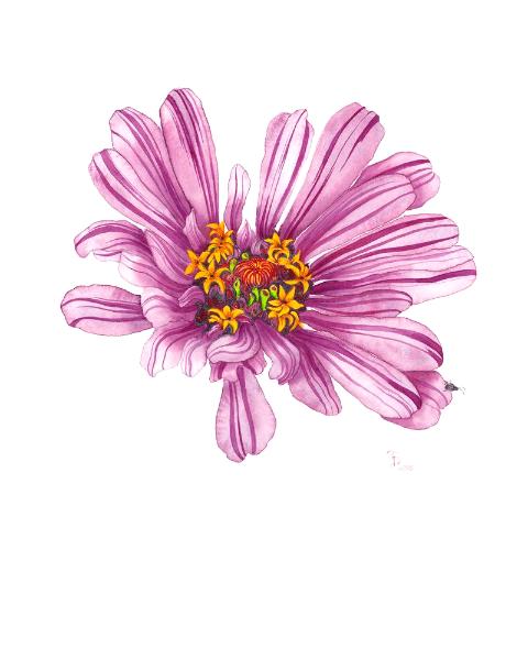 Magenta Zinnia