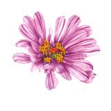 Magenta Zinnia