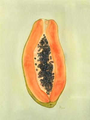Marasol Papaya