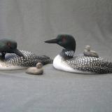 Third Size Loon Family