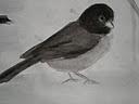 Junco Bird #1