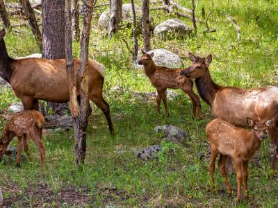 Elk Playdate Elk Playdate