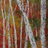 Birch 1