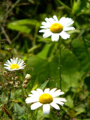 Random Daisys