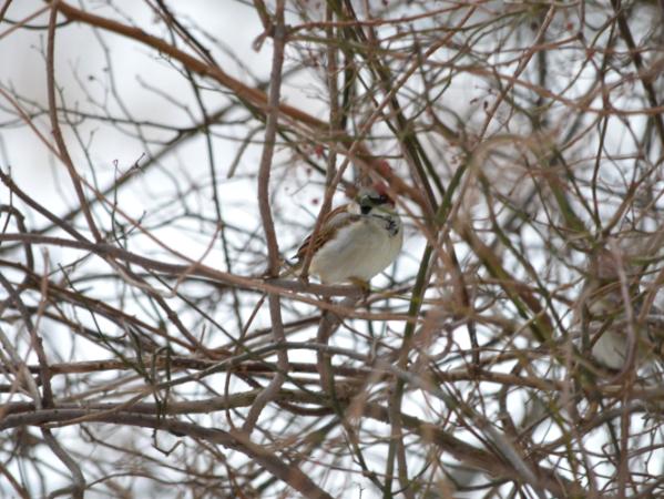 chickadee