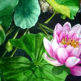 Pink Waterlily