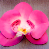 Pink Hand-Sculpted Phalaenopsis Orchid Pin
