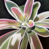 "Striped Bromeliad"