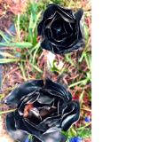 Steel Roses