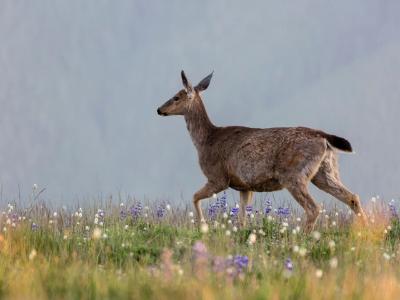 Deer on Mountain Meadow Deer on Mountain Meadow