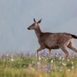 Deer on Mountain Meadow