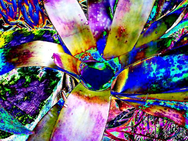 Vibrant Bromeliad 