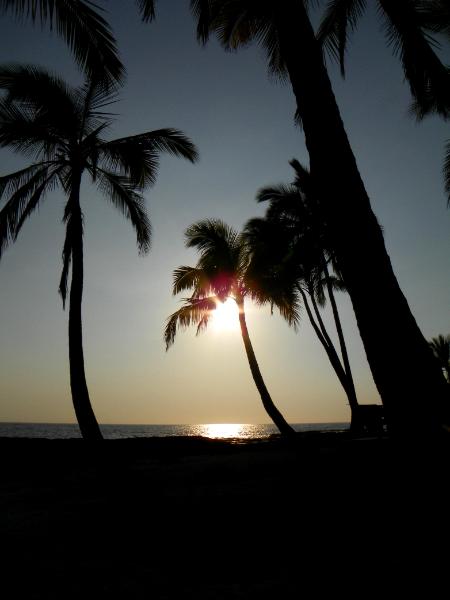 Palms at Sunset
