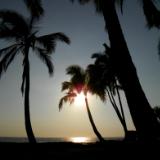 Palms at Sunset