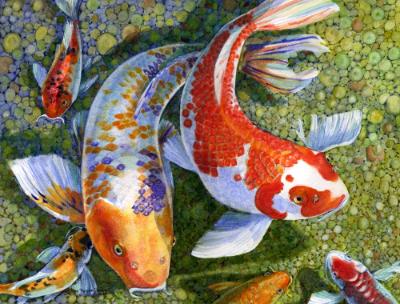 ROCK POOL KOI