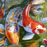 ROCK POOL KOI