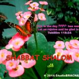 Ps 118:24~Shabbat Shalom