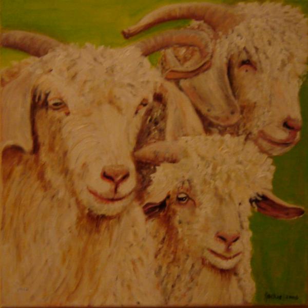Angora Goats