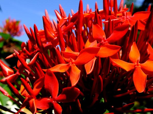 red flower