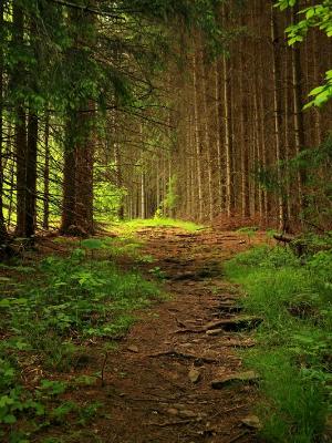 Fir Tree Path Fir Tree Path
