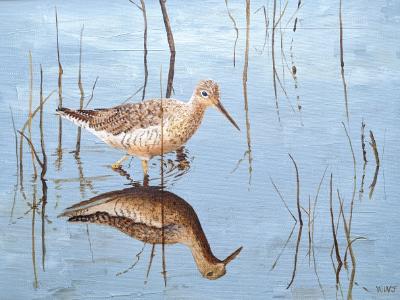 Lesser Yellowlegs