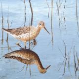 Lesser Yellowlegs