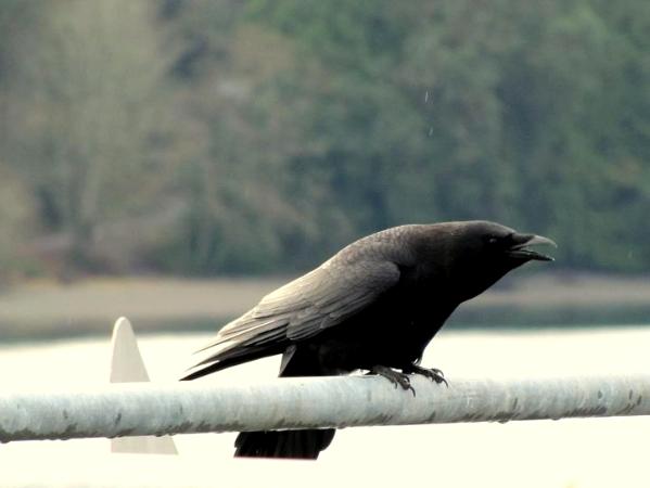Ferry Crow #2