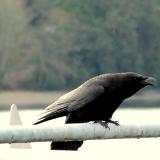 Ferry Crow #2