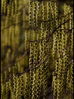 String of Beads