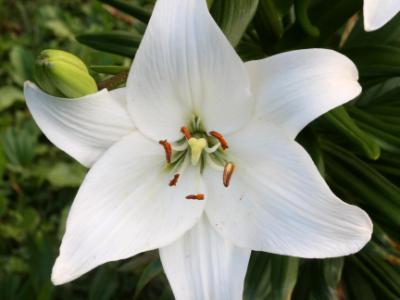 White flower White flower