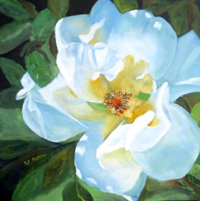 Big White Rose 20x20 Big White Rose 20x20