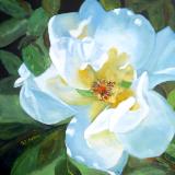 Big White Rose 20x20