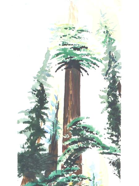 SKYWARD REDWOODS I